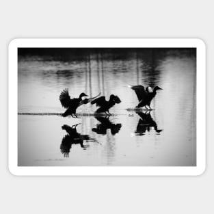 3 Ducks / Swiss Artwork Photography Sticker